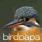 birdpapa
