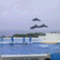 dolphin_fumi