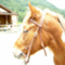 horse_shirane