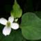 kihou1