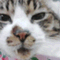 �ˤ�ˤ�Ȥ�