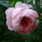 Roseblanche