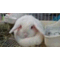 white_rabbit_marie