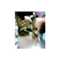 quim